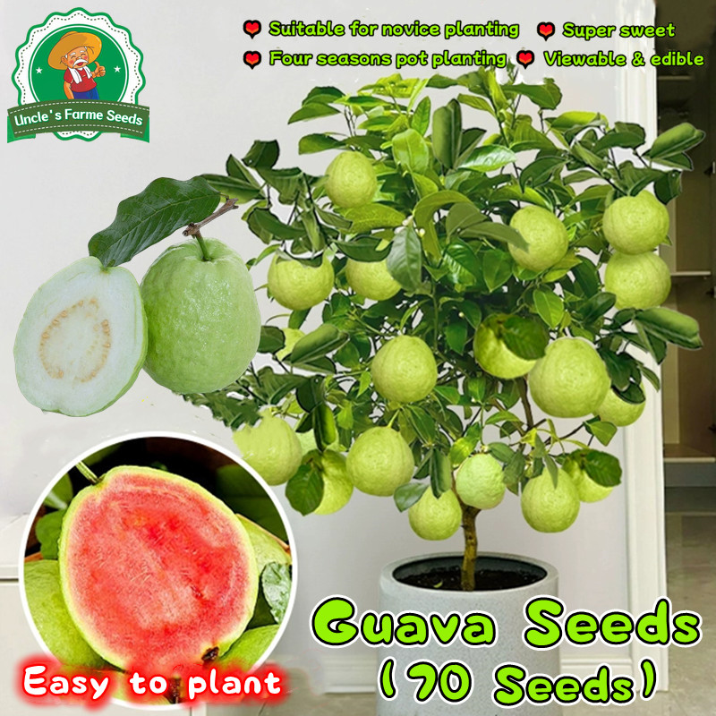 เมล็ดพันธุ์ ฝรั่ง เมล็ดฝรั่ง บรรจุ 70 เมล็ด Bonsai Guava Seeds Fruit Plants Guava Tree Seeds Guava F