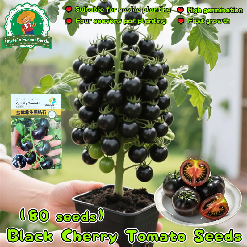 เมล็ดพันธุ์ มะเขือเทศ เชอรี่สีดำ บรรจุ 80เมล็ด/แพ็ค Black Cherry Tomato Seeds for Sale Vegetable Plants Seeds Fruit Seed