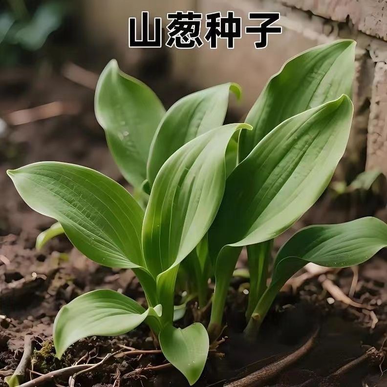 现货热卖山葱种子天蒜山葱寒葱熊葱种子野玉簪叶鹿耳韭可食用绿植耐寒菜Mountain Onion Seed Day Garlic Mountain Onion Chill Onion Bear Seed