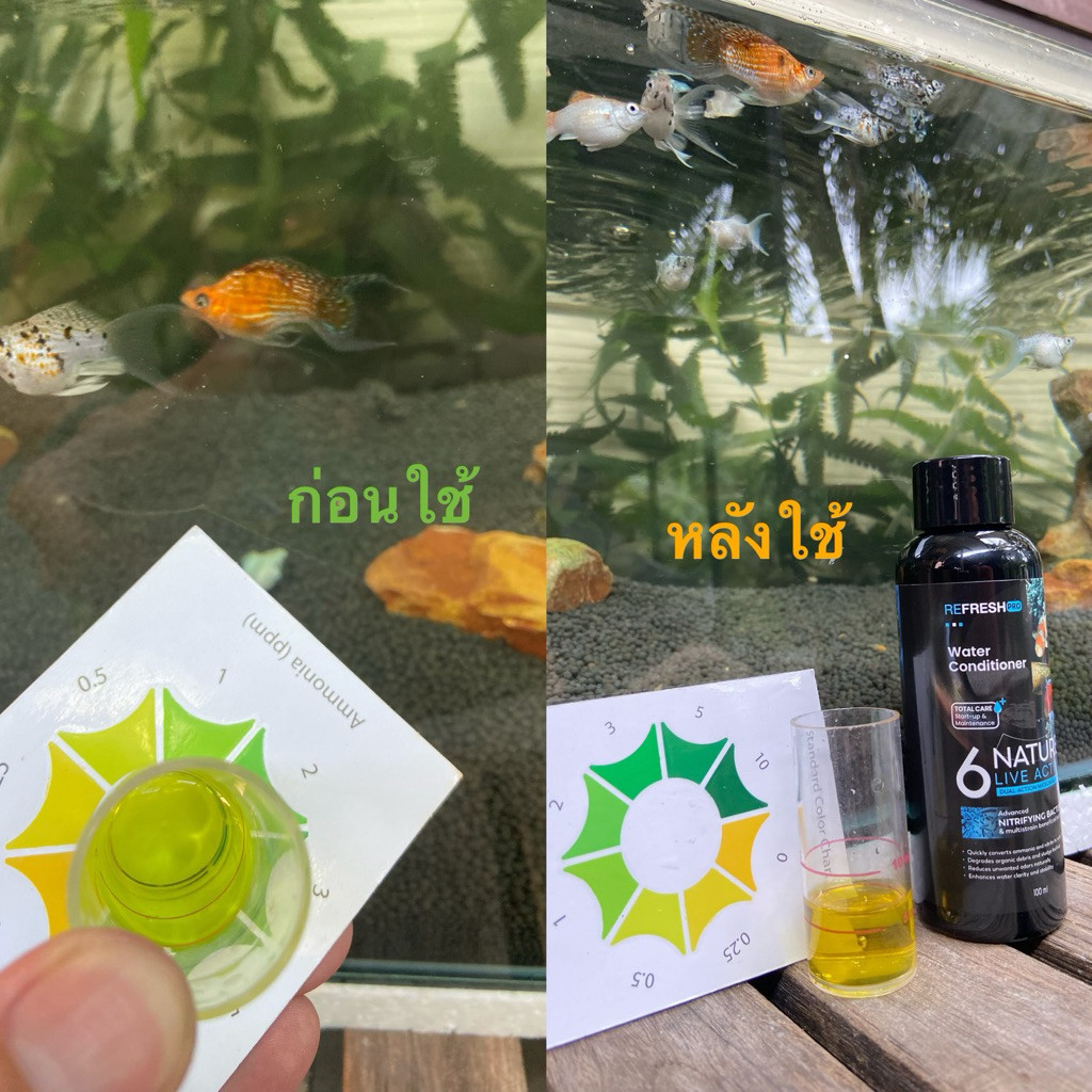 6NATURE จุลินทรีย์บำบัดน้ำ ตู้ปลา Nitrifying + Bacillus 6 สายพันธุ์ น้ำใส ลดกลิ่น ตั้งตู้/บ่อปลา ไม้น้ำ กุ้ง - รูปที่ 5