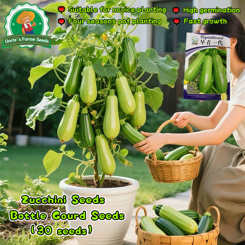 30เมล็ด เมล็ดพันธุ์ ซูกินี ประมาณ Zucchini Seeds for Planting Bottle Gourd Vegetable Seeds Plants เม