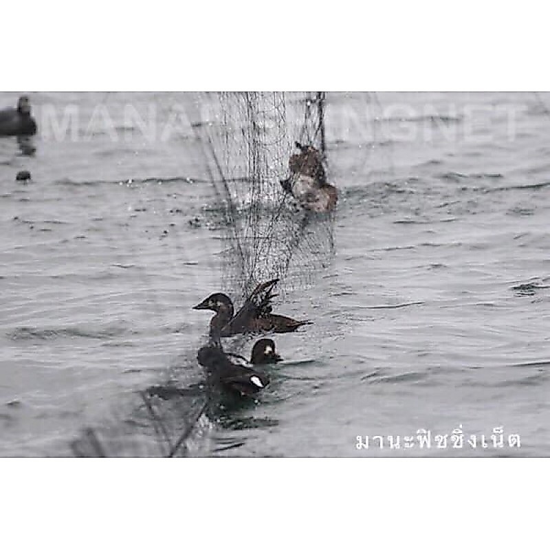ตาข่ายดักนกเป็ดน้ำ นกกาน้ำ ยาว 100 เมตร สูง 4 เมตร