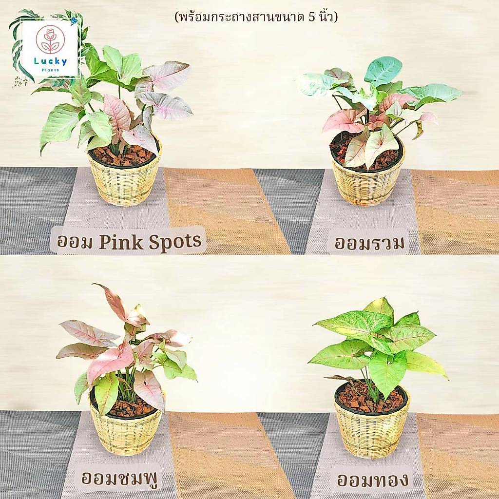 🎋ออม Pink Spot/ออมรวม/ออมชมพู/ออมทอง พร้อมกระถางสานไม้ไผ่ ขนาด 5 นิ้ว ช่วยฟอกอากาศ