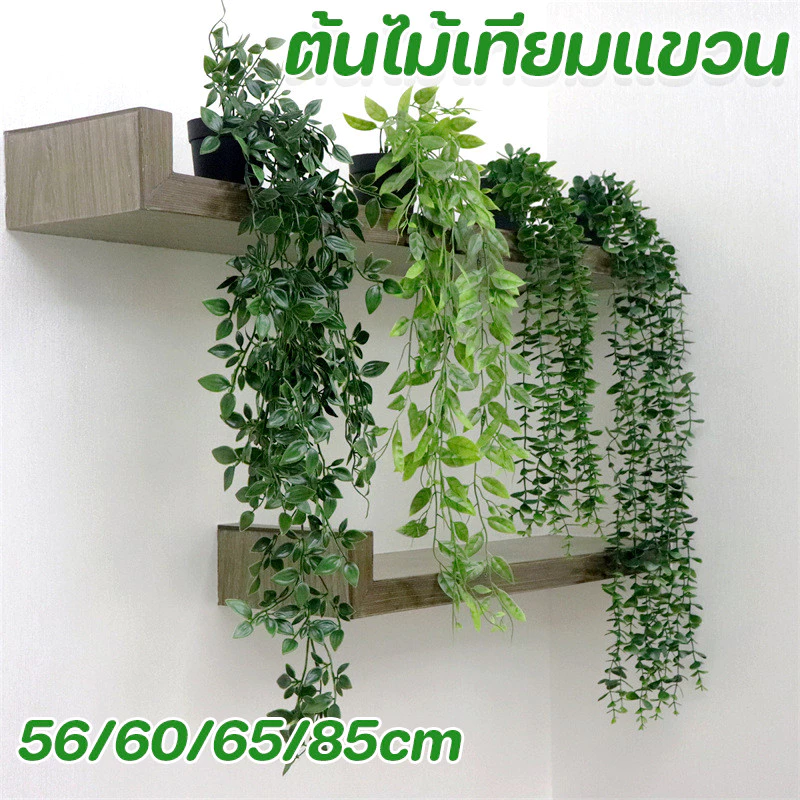 ต้นยูคาลิปตัสเทียม ต้นไม้เลื้อยแขวนตกแต่งบ้าน