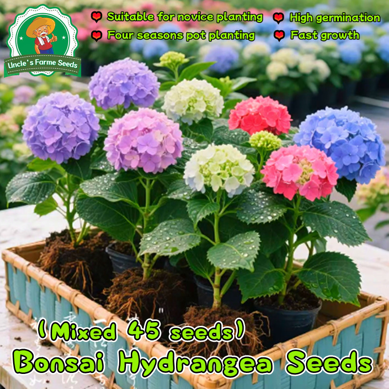 คุณภาพดี 45 เมล็ด เมล็ดพันธุ์ ไฮเดรนเยีย คละสี Mixed Hydrangea Flower Seeds for Planting เมล็ดดอกไม้ บอนสีราคาถูก Plants
