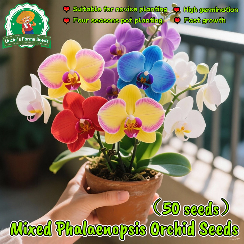 50 เมล็ด คละสี เมล็ดพันธุ์ ฟาแลนนอปซิส บอนสี Phalaenopsis Orchid Flower Seeds Orchid Plant เมล็ดดอกไม้ ต้นไม้มงคล ต้นไม้