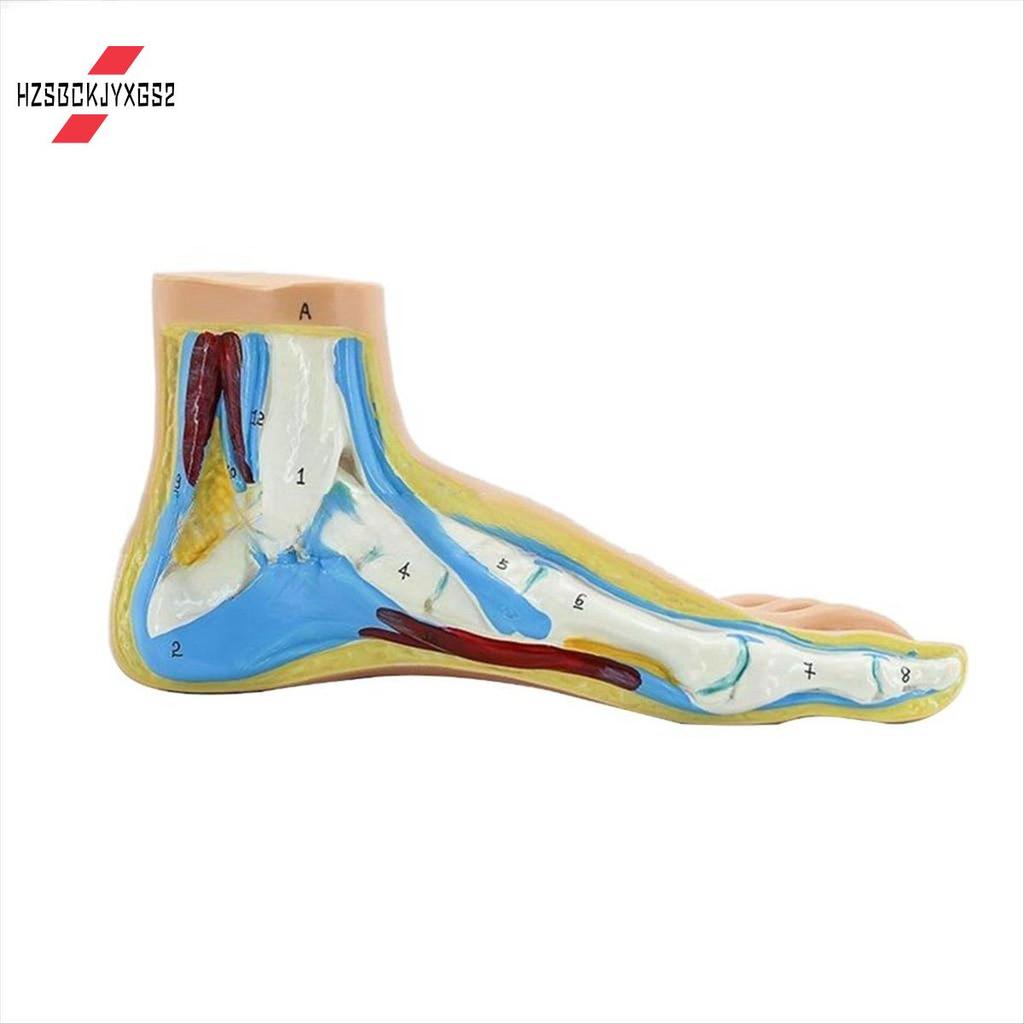 Hzsbckjyxgs2Foot Anatomy Model, Human Anatomy Foot Model, Normal Arched Foot Model, Human Muscle Fla