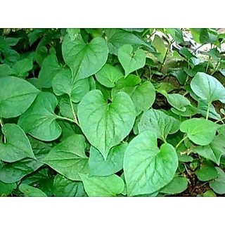 #Hạt_Giống_Diếp_Cá ( Mua 3 gói tặng 1 gói )