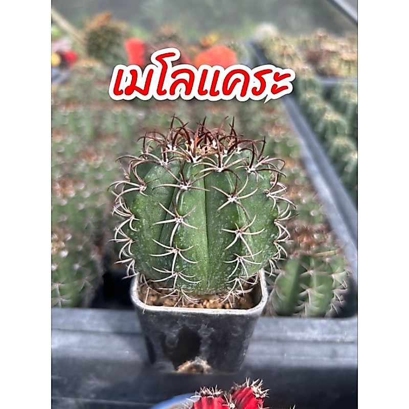 เมโลแคระ แคคตัส Melocactus matanzanus