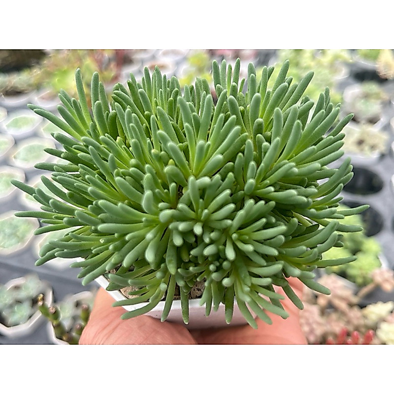 Delosperma sphalmanthoides ไม้เกาหลี (ขยายพันธุ์ที่ไทย) ขนาด 3.5 นิ้วส่งทั้งกระถาง