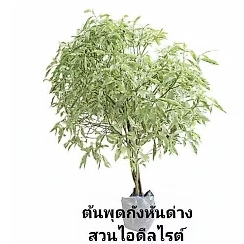 พุดด่างสีเงิน สูง1.5เมตร พุ่มกลม