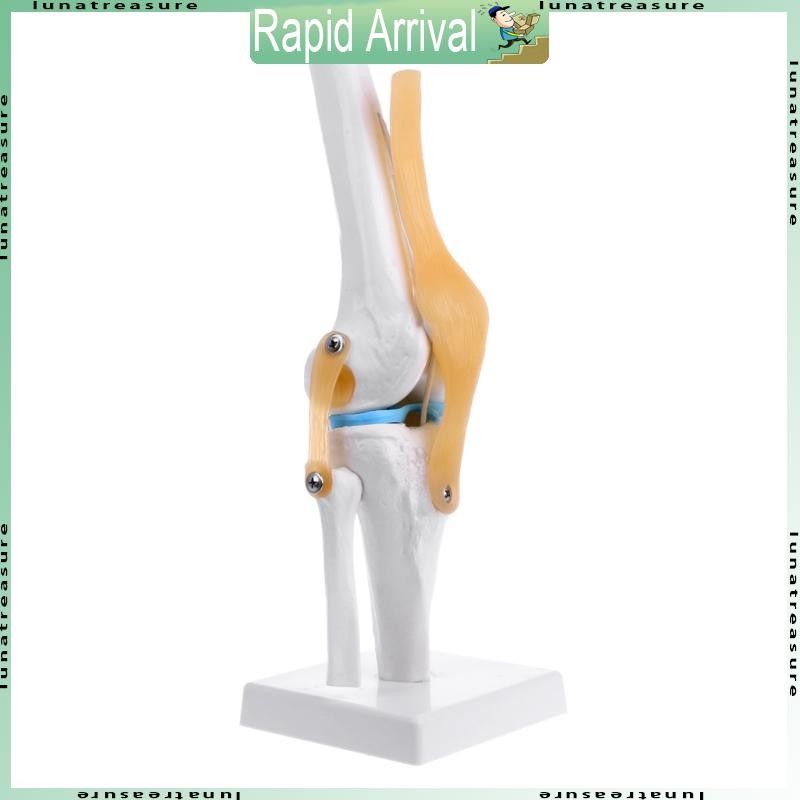 Lun Human Anatomical Knee Joint ยืดหยุ่นโครงกระดูกรุ่น Medical Learning Aid Anatomy