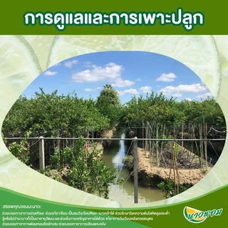 น้ำมะนาวปรุงอาหาร ตราชาวสวน 1000 ml Sianfood