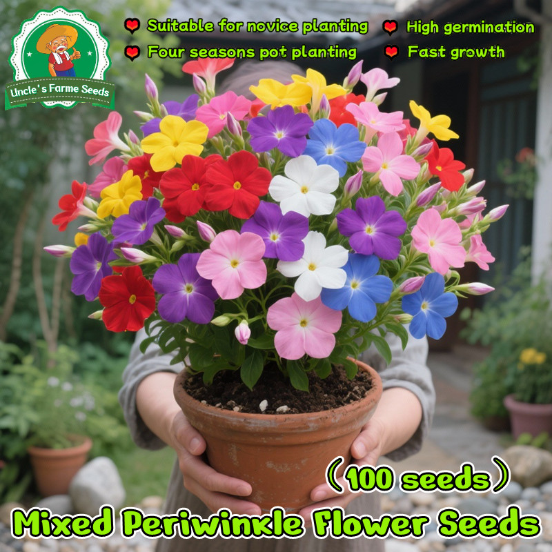 คุณภาพดี 100 เมล็ด เมล็ดพันธุ์ แพงพวย หอยขม แพงพวยคละสี ดอกแพงพวย Bonsai Periwinkle Seeds Hanging Vinca Flower Seeds