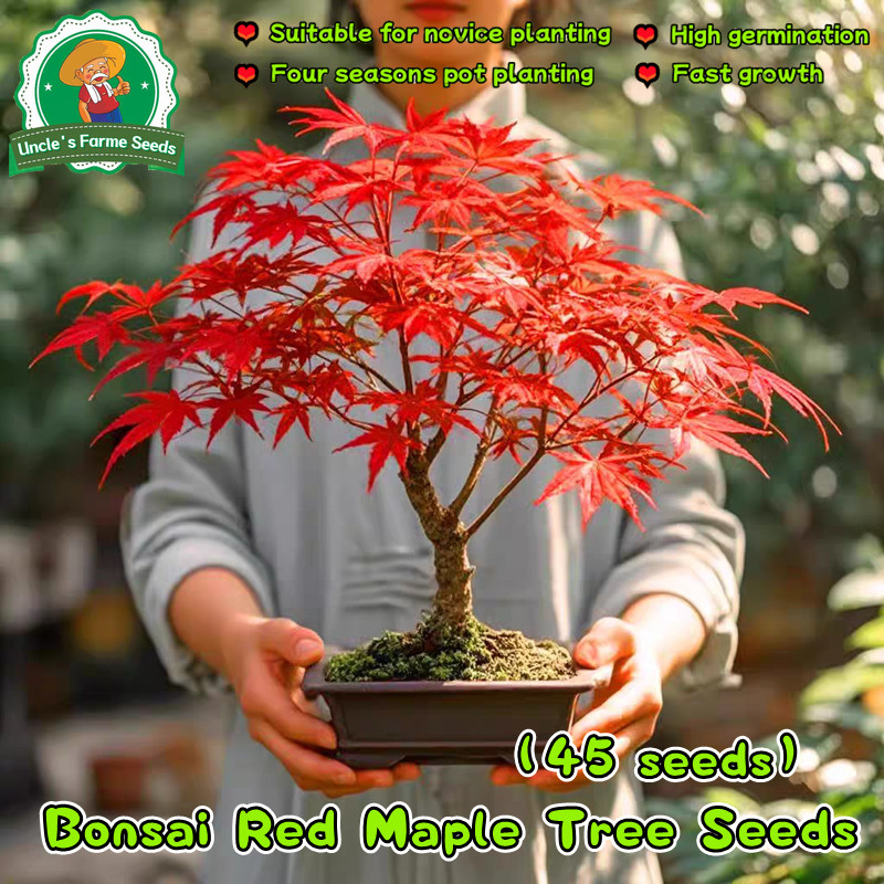 45 เมล็ด เมล็ดพันธ์ เมเปิลแดง ญี่ปุ่น Japanese Red Maple Seeds Red Maple Tree Seeds for Planting Orn