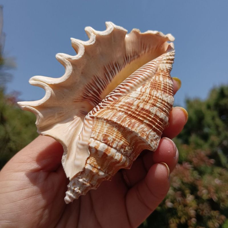 ธรรมชาติ Conch รูปหลายเหลี่ยม Conch ถังปลาภูมิทัศน์ Conch SHELL เครื่องประดับหัตถกรรม Tianjiaran ผลิ