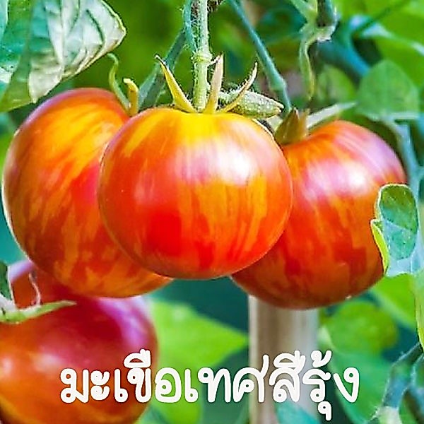มะเขือเทศเชอรี่ สีรุ้ง📌ถูกที่สุด10บ.🎯เมล็ดพันธุ์มะเขือเทศเชอรี่สีรุ้ง 10เมล็ด🌿 ปลูกง่าย🌱ขึ้นไว🌱ผลดก🌱 มะเขือเทศกินสด
