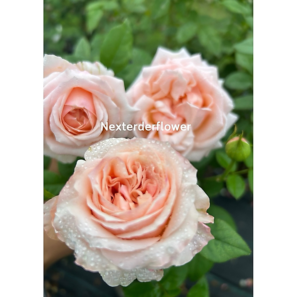 กุหลาบแองจี้โรมันตี้ก้าบก้ากุหลาบกลิ่นหอมแรง(Angie Romantica Rose) ไม้ตัดอกเยอรมัน ไม้พุ่มใหญ่ ดอกขนาดกลางถึงใหญ่