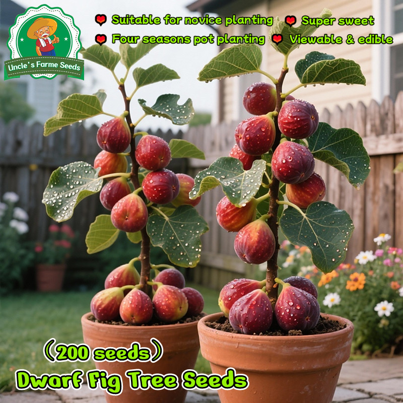 ปลูกง่าย 200เมล็ด เมล็ดพันธุ์ มะเดื่อฝรั่ง ต้นมะเดื่อ เมล็ดมะเดื่อฝรั่ง Fig Tree Seeds Fig Fruit Seeds ผลไม้เมืองร้อน