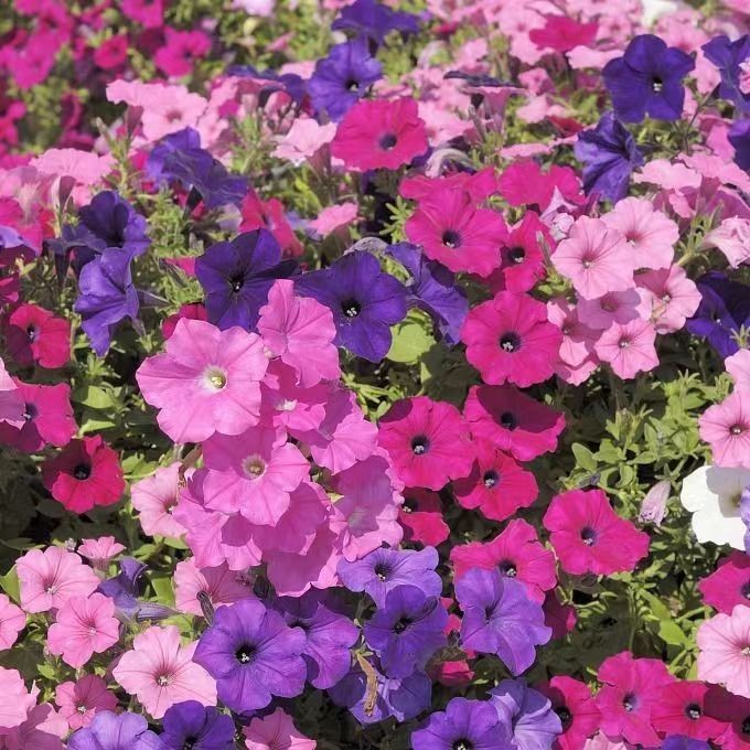 ซื้อ 5 แถม 5 ฟรี！เมล็ดพันธุ์ ดอกพีทูเนียเตี้ย คละสี 5000 เมล็ด Mixed Dwarf Petunia Flower Seed คละสีสวยปลูกง่าย - รูปที่ 2