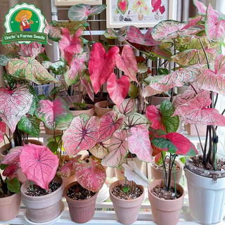 เมล็ดพันธุ์ บอนสี "ราชินีใบไม้" บอนสีราชินี 100เมล็ด Mixed Colour Caladium Seeds Flower Seeds Flower Plants ต้นไม้มงคล