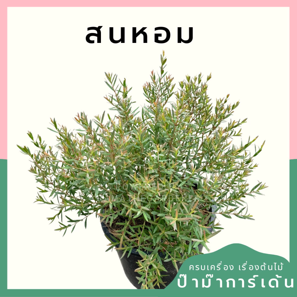 ต้นสนหอมยอดแดง สนหอม ไล่ยุง มีกลิ่นหอมอ่อนๆ มีสรรพคุณช่วยไล่ยุง