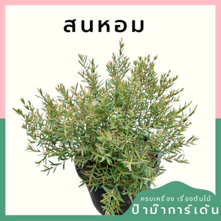 ต้นสนหอมยอดแดง สนหอม ไล่ยุง มีกลิ่นหอมอ่อนๆ มีสรรพคุณช่วยไล่ยุง