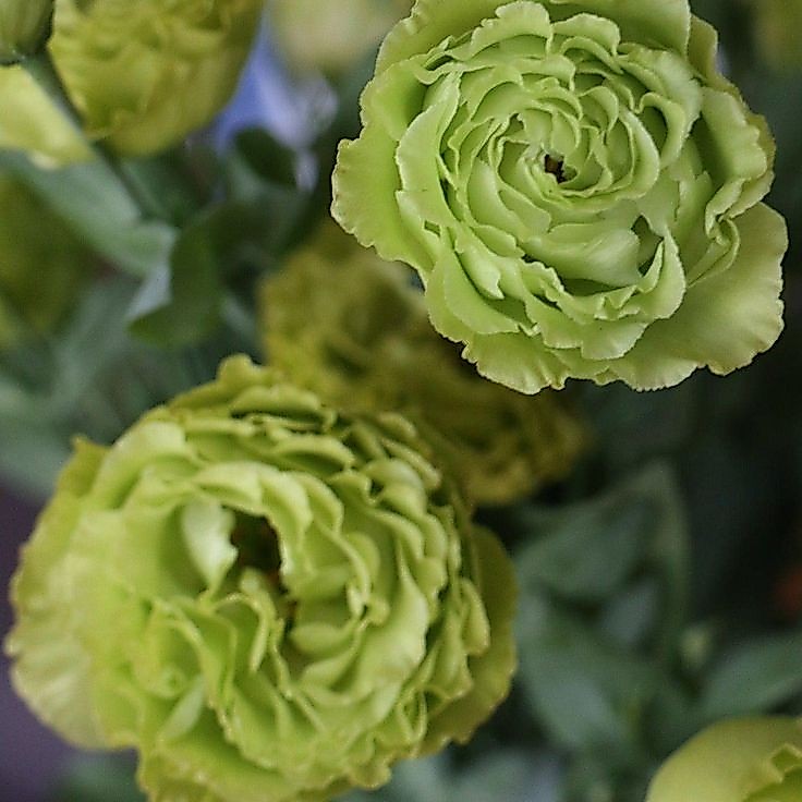 20 เมล็ด ลิเซียนทัส กุหลาบไร้หนาม กุหลาบเวียดนาม อัสโตม่า Eustoma ดอกสีเขียว