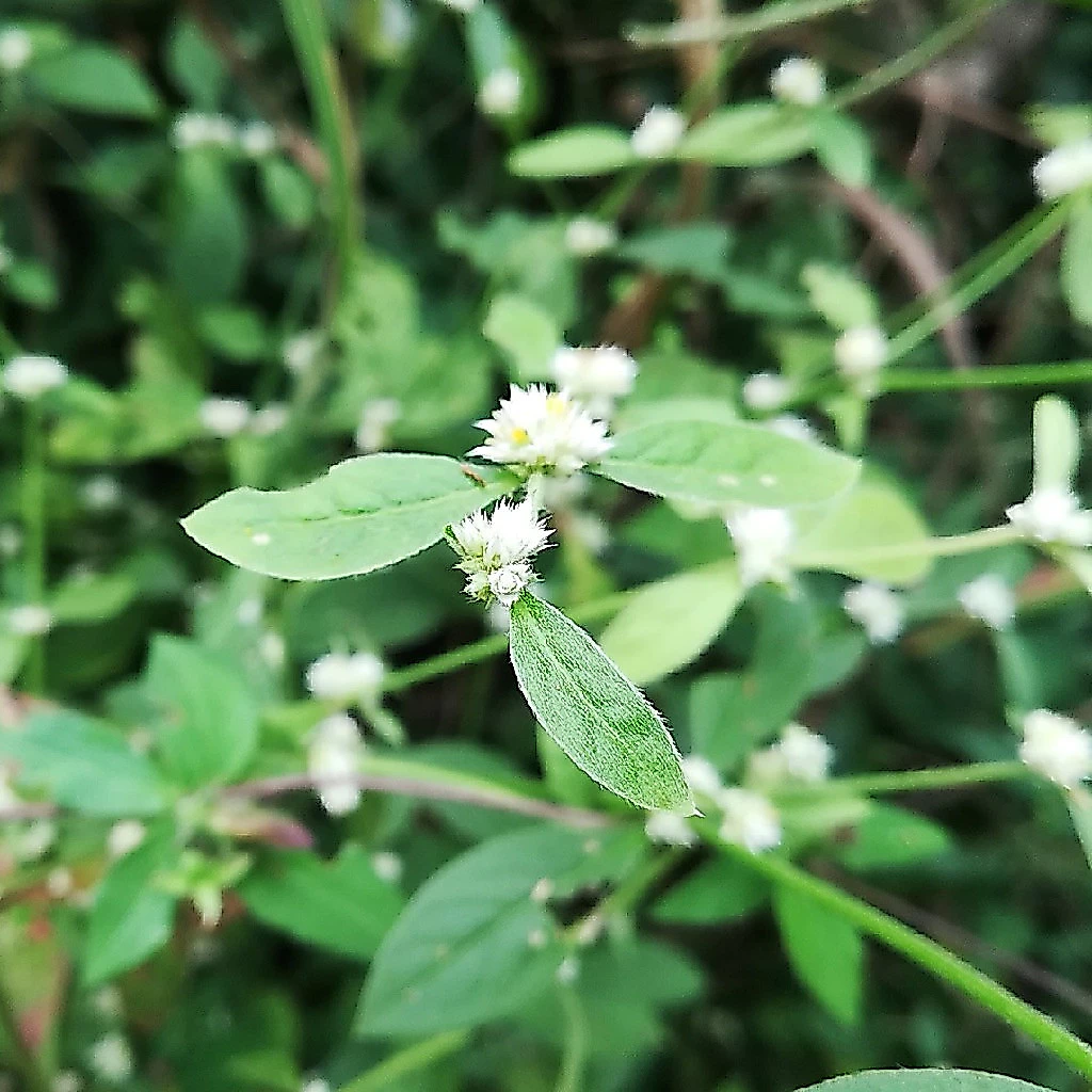 🌿 ขายต้นผักเป็ดไทย ในถุงดำ พร้อมปลูก 🌿