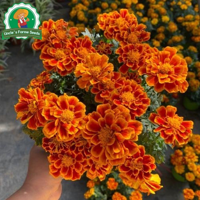 บรรจุ 150 เมล็ด ดอกดาวเรือง คุณภาพดี Mixed French Marigold Seeds รัศมี สีเหลือง F1 เมล็ดพันธุ์ดอกไม้ เมล็ดพันธุ์ Plants - รูปที่ 2