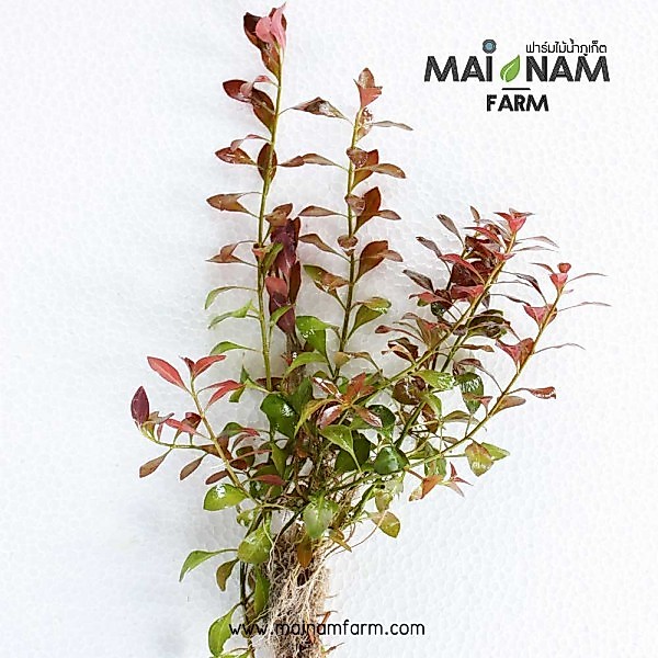 รีเพนธรรมดา - LUDWIGIA REPENS ต้นไม้น้ำ