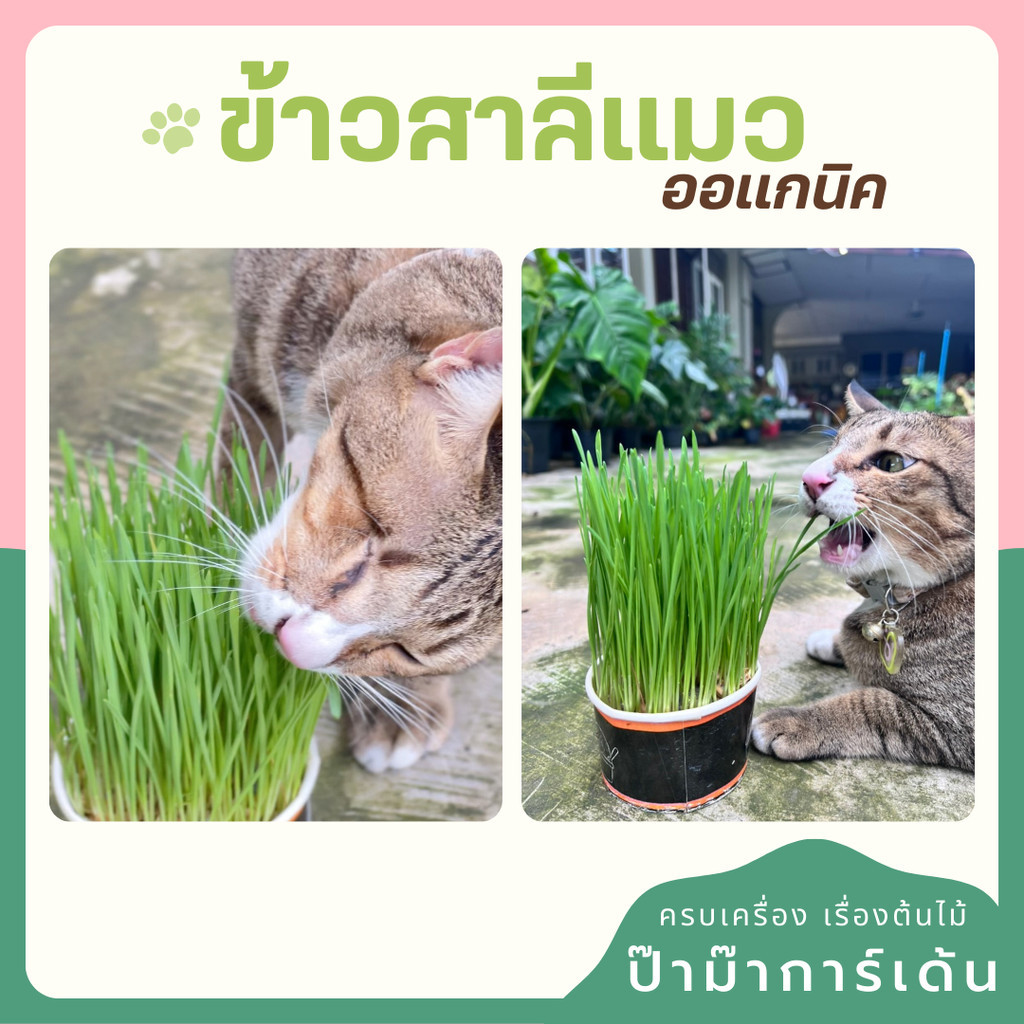 มุมมอง 3