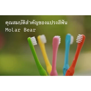 Mall Molar bear แปรงสีฟันเด็ก ชุดจัดเซต ฟันซี่แรกใช้ โมล่าร์แบร์