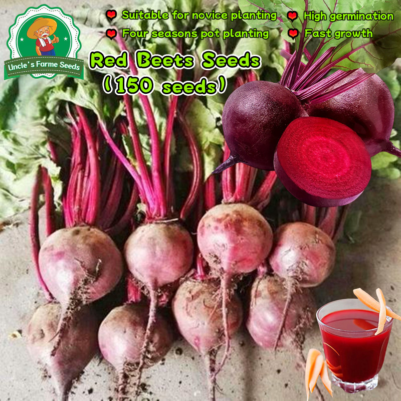 เมล็ดบีทรูท 150 เมล็ด สายพันธุ์ Dard Red Beets Seeds Red Beet Beetroot Seeds for Planting Vegetable Plants เมล็ดพันธุ์