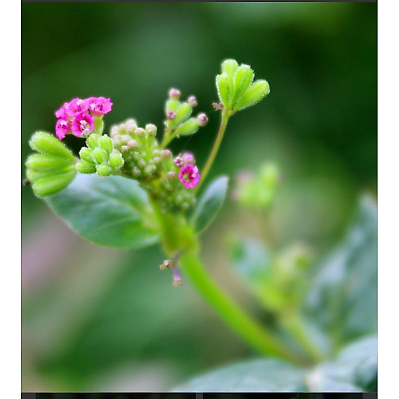 ต้นพันธุ์ผักโขมหิน(ขนาด10-15cm)
