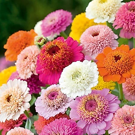 50 เมล็ด ดอกบานชื่น แคนดี้ คละสี Zinnia candy