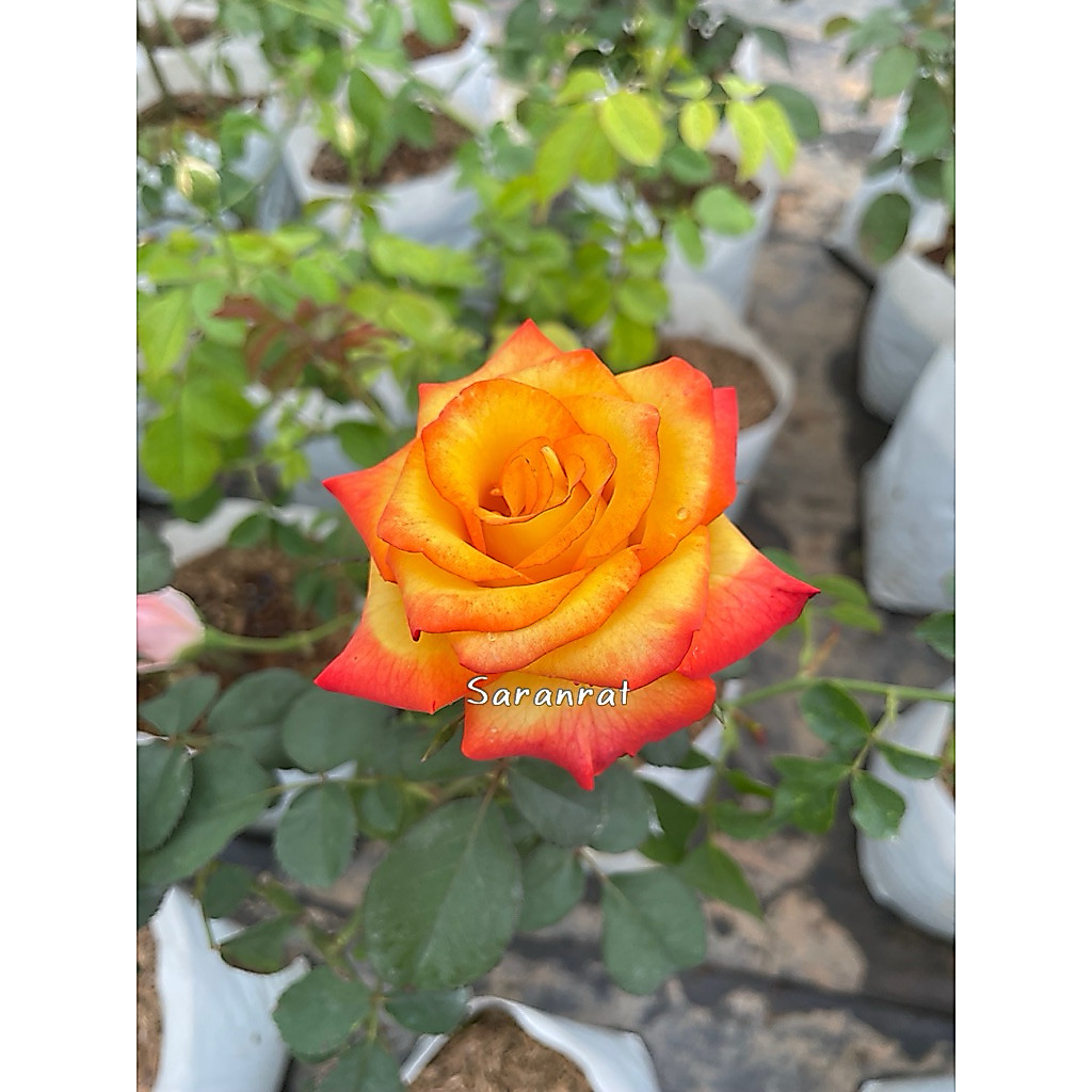 กุหลาบพุ่ม ดอกสีเหลืองปลายกลีบสีส้ม สวยมากๆ