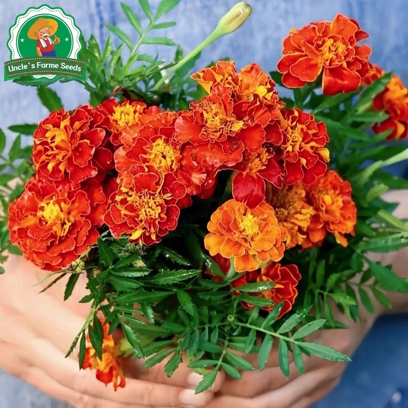 บรรจุ 150 เมล็ด ดอกดาวเรือง คุณภาพดี Mixed French Marigold Seeds รัศมี สีเหลือง F1 เมล็ดพันธุ์ดอกไม้ เมล็ดพันธุ์ Plants - รูปที่ 3