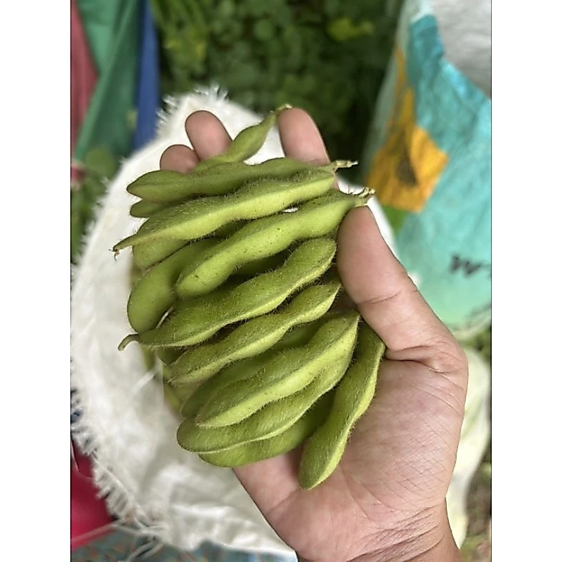 ถั่วแระญี่ปุ่นฝักสด 2กก.คัดมือเต่งทุกฝัก >>>พร้อมส่งครับ