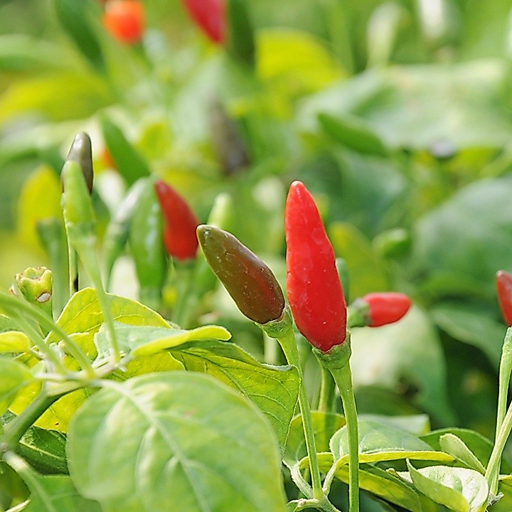 เมล็ดพันธุ์ พริก พริกขี้หนูสวน 200 เมล็ด [10 แถม 1 คละได้]