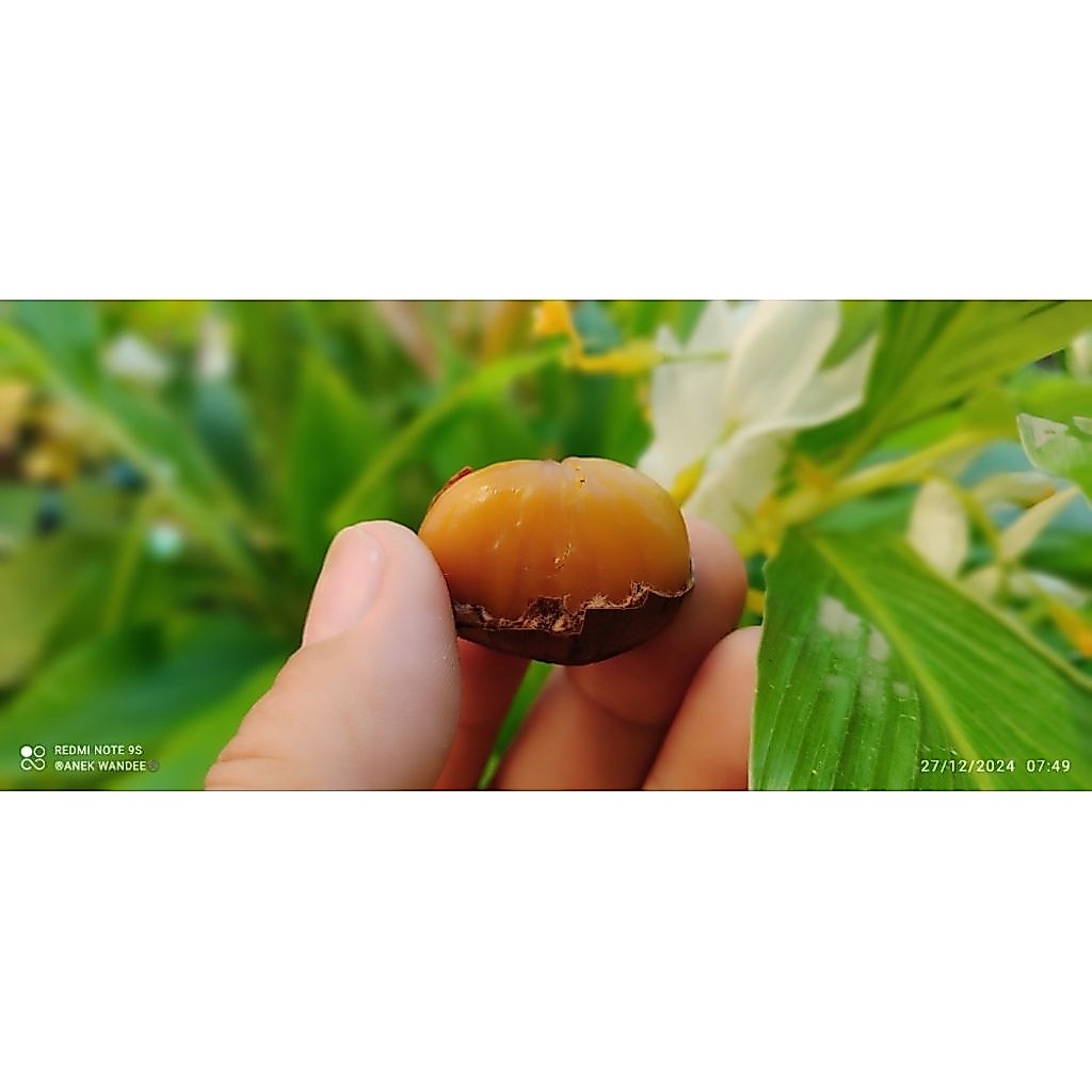 🔥👍🏼🌰⭐3.kg.รวมกล่อง/เกาลัด🌳 คั่วสดๆ⭐🌰👍🏼🔥
