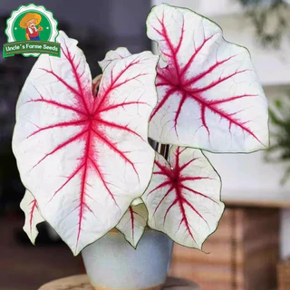 เมล็ดพันธุ์ บอนสี "ราชินีใบไม้" บอนสีราชินี 100เมล็ด Mixed Colour Caladium Seeds Flower Seeds Flower Plants ต้นไม้มงคล