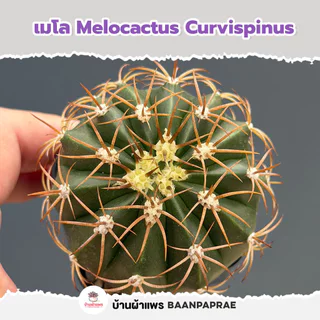 รวมกระบองเพชรและไม้อวบน้ำ หลายสายพันธุ์ ส่งทั้งกระถาง กุหลาบหิน cactus&succulent