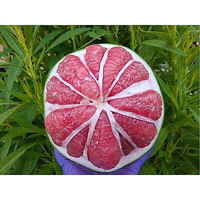 ส้มโอทับทิมสยาม (pomelo fruit) น้ำหนัก1.0กล่องละ10ลูก