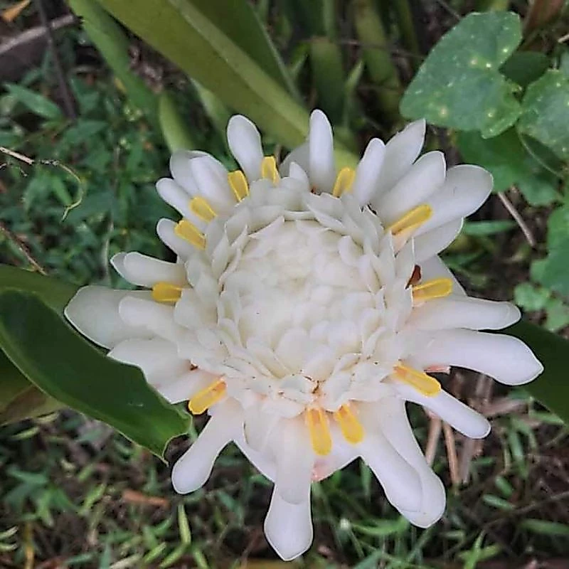 ดาหลาสีขาว1หน่อขุดสดหน่อขนาดเล็กไม้ประดับสีขาวหายาก