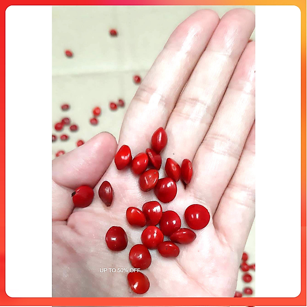 100 เมล็ด เม็ดมะกล่ำตาช้าง Sandalwood เม็ดมะกล่ำ เมล็ดสีแดงสด เมล็ดมะกล่ำ กล่ำตาช้าง มะกล่ำ เมล็ดพันธุ์มะกล่ำต้น เมล็ด