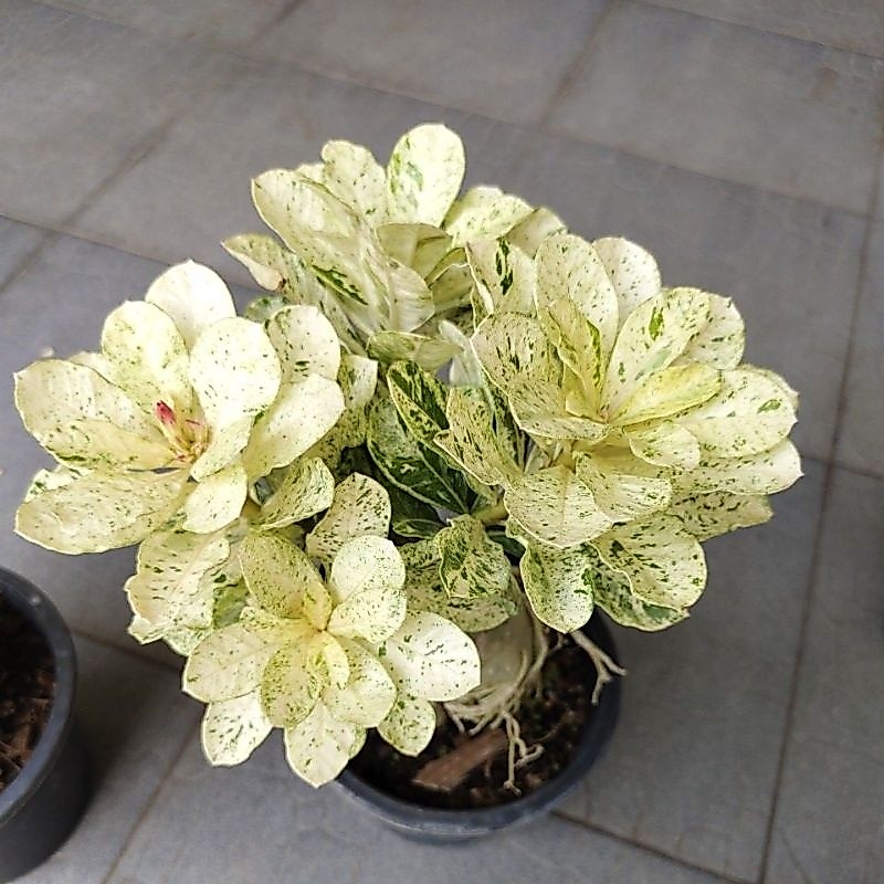 ชวนชมด่างราชินีหินอ่อน กระถาง 8" ใบขาวด่างสวยส่งพร้อมกระถาง