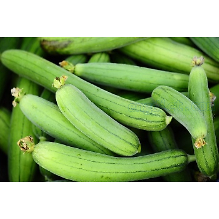 ต้นพันธุ์ บวบหอม ถุงดำพร้อมปลูก 29 บาท Sponge gourd บวบโบราณ