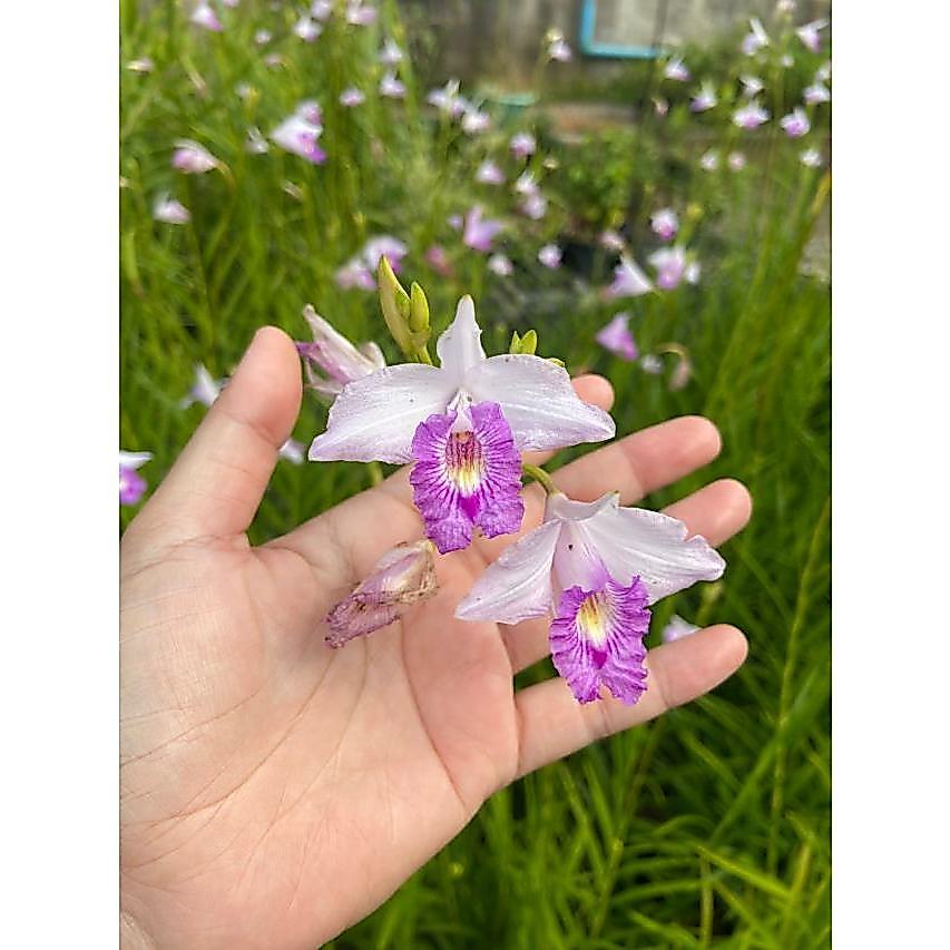 ต้นเอื่องใบไผ่ เอื่องไผ่ ยี่โถปีนัง กล้วยไม้ดิน สีม่วงอ่อน ถุงดำ 5*10 นิ้ว สูงประมาณ 40 เซนขึ้นไป