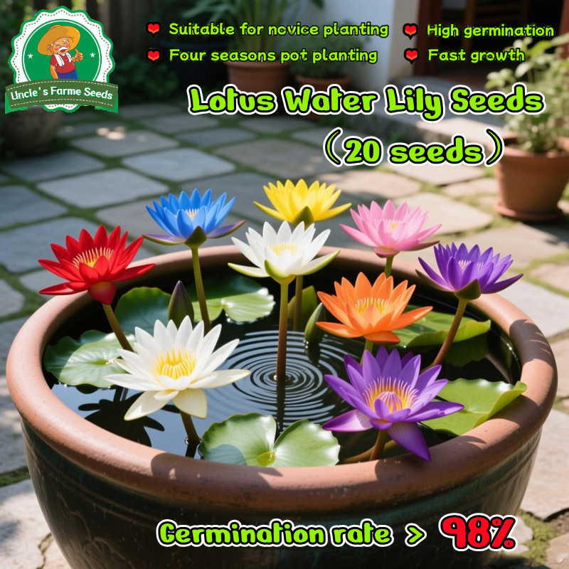 ผลผลิตสูง บรรจุ 20 เมล็ด สีผสม เมล็ดพันธุ์ ดอกบัวน้ำ เมล็ดบัวจิ๋ว Lotus Water Lily Seeds Hydroponic Lotus Flower Seed